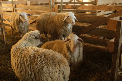 Vand berbeci prasila / monta rase de lapte / carne (ovine) foto