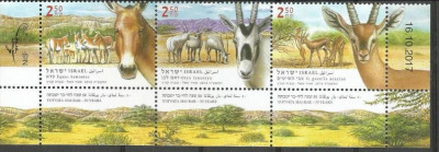 ISRAEL 2017 FAUNA ANIMALE SALBATICE GAZELE ANTILOPE MAGARI foto