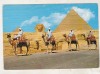 Bnk cp Egipt -Beduini pe camile la piramide - uzata, Necirculata, Printata