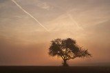 Tablou Canvas, "Singuraticul arbore sub cerul &icirc;nnourat", Apus, Singurătate, Copac, Siluetă, Liniște, Cer, &Icirc;ntunecare, Frumusețe, Natură, Destindere, 3