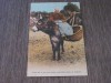 Țărancă cu Măgar Carte Poștală Franceză Anii &#039;50, Circulata, Franta, Printata