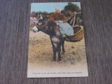 Cumpara ieftin Țărancă cu Măgar Carte Poștală Franceză Anii &#039;50