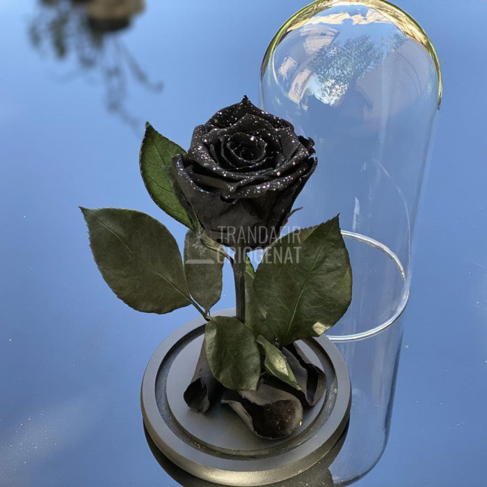 Trandafir Criogenat negru cu sclipici &Oslash;6,5cm in cupola 10x20cm