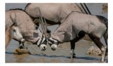 Tablou Canvas, "Oryxii se duelează la apă", Antilope, Coarne, Apă, Combat, Natură, Interacțiune, Sălbăticie, Animal., 39 x 26 cm, CMCLASS