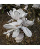 Planta Magnolia x loebneri Merrill C2, ghiveci 2l, Oem