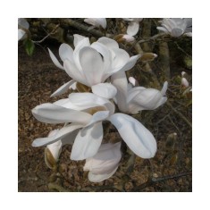 Planta Magnolia x loebneri Merrill C2, ghiveci 2l