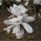 Planta Magnolia x loebneri Merrill C2, ghiveci 2l