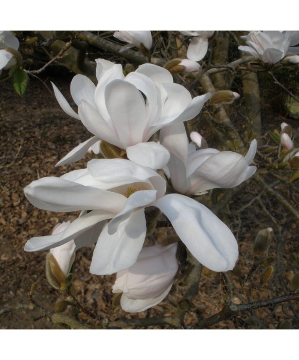 Planta Magnolia x loebneri Merrill C2, ghiveci 2l