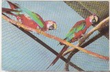 Bnk cp Bucuresti - Gradina zoologica - Papagal Ara - necirculata, Printata