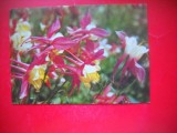 HOPCT 25239 CERCELUSI -FLORI - FELICITARE ANIVERSARA - - - NECIRCULATA