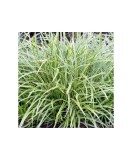 Carex morrowii &#039;Ice Dance&#039; &ndash; Iarbă decorativă cu margini albe, plantă la ghiveci 10 cm