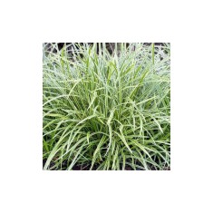 Carex morrowii &#039;Ice Dance&#039; &ndash; Iarbă decorativă cu margini albe, plantă la ghiveci 10 cm