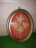 Tablou cu patru FLORI DE COLT naturale , presate , eticheta originala EDELWEISS NATURALI SAM