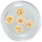 Decorațiuni nail art - flori acrilice, portocalii și albe cu stras, INGINAILS