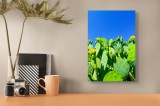 Tablou Canvas, "Flori de cactus sub cer senin", Cactuși, Flori, Cer, Albastru, Soare, Verde, Colți, Natură, Viu, Zvelt., 26 x 39 cm, CMCLASS