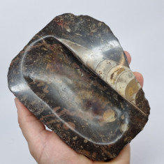 Scrumiera foarte veche - roca preistorica cu fosila de orthoceras