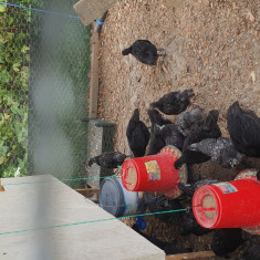 Pui Australorp Negru