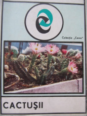Cactusii - P. Dobrota foto