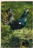 bnk cp Muzeul de istorie naturala Sibiu - Cocos de munte - necirculata