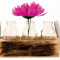 Set de trei Vaze din sticla in suport Ladita din lemn Maro Transparent H 19x11x6.5 cm