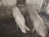 V&acirc;nd porci 120-130kg