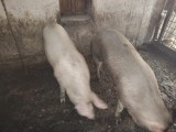 V&acirc;nd porci 120-130kg