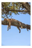 Tablou Canvas, "Leopard odihnindu-se pe creanga securizată", Leopard, Odihnă, Copac, Cer, Ramură, Relaxează-te, Natură, Somn., 26 x 39 cm, CMCLASS