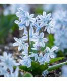 Gloria Zapezii Scilla, Mischtschenkoana, Blue, 8/+, 1 Bulb
