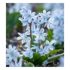 Gloria Zapezii Scilla, Mischtschenkoana, Blue, 8/+, 1 Bulb