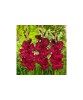 Bulb, Gladiole, At night, Calibru 10/12, Oem