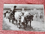 Carte postala, Car cu boi/Grigorescu