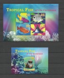 ST KITTS 2015 FAUNA MARINA PESTI TROPICALI