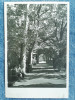 688 - Buzias -Vedere din parc / vedere circulata 1958 RPR, Fotografie