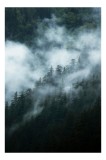 Tablou Canvas Pădure cu Ceață - Artă Naturală și Atmosferică, 26 x 39 cm, CMCLASS