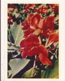 FA67-Carte Postala- RUSIA - Flori, Cannes, necirculata 1965