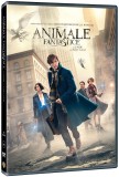 Animale Fantastice si unde le poti gasi / Fantastic Beast and Wthere to Find Them | David Yates