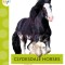 Clydesdale Horses