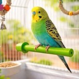 Creangă pentru pasăre de colivie, 16 cm, verde, plastic, CMCLASS