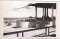 Mamaia. (necirculata) - 1