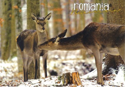 Carte postala Bucovina SV176 Afectiune foto