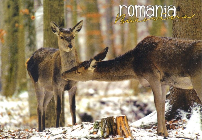 Carte postala Bucovina SV176 Afectiune