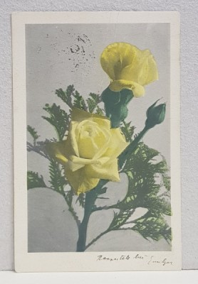 EMIL GARLEANU CATRE EIZA XENOPOL * , CARTE POSTALA ILUSTRATA , TRANDAFIRI GALBENI , , CIRCULATA , CLASICA , 1902 foto