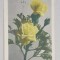 EMIL GARLEANU CATRE EIZA XENOPOL * , CARTE POSTALA ILUSTRATA , TRANDAFIRI GALBENI , , CIRCULATA , CLASICA , 1902