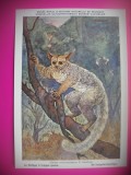 HOPCT 6219 LEMURIENI-Galago Crassicaudatus-FAUNA AFRICA-CP CHROMO LITHO -MUZEUL REGAL STIINTE NATURALE BELGIA-NECIRCULATA, Printata