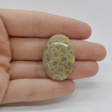 Cabochon coral fosilic 33x23x6mm c33