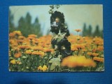 CARTE POSTALA NALBA DE GRDINA SI GALBENELE