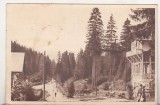 bnk cp Borsec - Spre izvoare - uzata 1952 - Libraria noastra