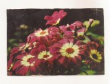 FA116 -Carte Postala- RUSIA - Cineraria Flower, necirculata 1966