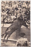 bnk cp Corrida de toros - El toro salta la barrera - necirculata
