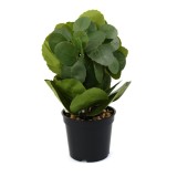 Aranjament In Ghivechi, Mini, Verde, 24cm